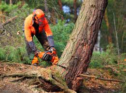 Best Commercial Tree Services  in Apple Valley, CA