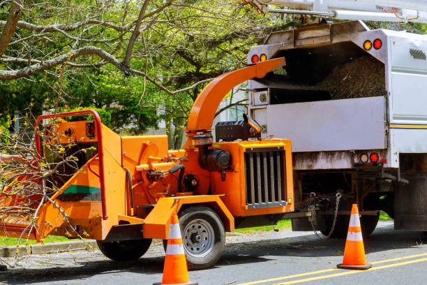 How Our Tree Care Process Works  in  Apple Valley, CA