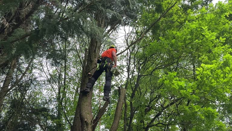 Apple Valley, CA Tree Services Company