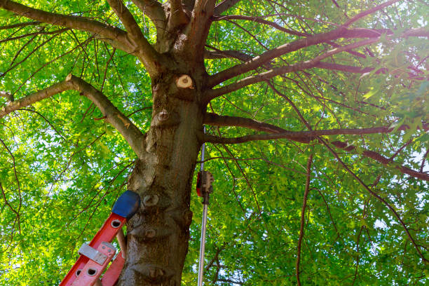 Best Tree Disease Treatment  in Apple Valley, CA